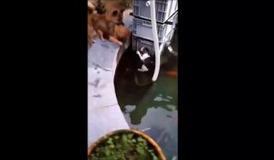 Un chien sauve un chat tombé à l'eau... mais ce n'était pas vraiment volontaire