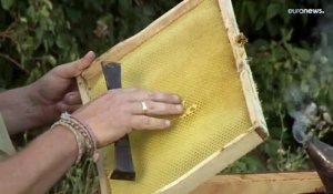 En Hongrie, la sécheresse affame les abeilles