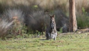 Une habitante de la Manche se retrouve nez à nez avec un wallaby ayant élu domicile dans son jardin