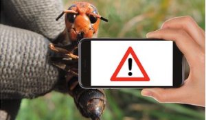 Contre le frelon asiatique ou une autre espèce invasive, votre smartphone suffit