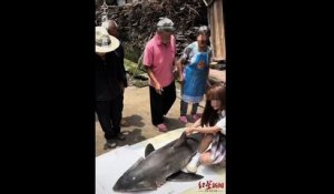 La police a ouvert une enquête après la publication par une influenceuse d'une vidéo la montrant en train de manger un morceau d'un grand requin blanc, une espèce pourtant protégée