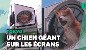 À Tokyo, ce chien géant animé en 3D ne passe pas inaperçu