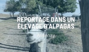 Reportage dans un élevage d'alpagas