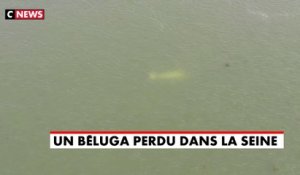 «L’animal aquatique inhabituel» repéré dans la Seine serait un beluga