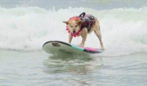 Des dizaines de chiens ont participé au championnat du monde de surf canin en Californie