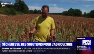 Semences, sorgho... Les alternatives des agriculteurs face à la sécheresse et au manque d'eau