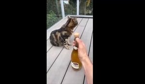 Ce chat déteste le champagne... enfin, surtout le bouchon