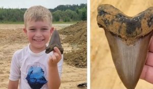 Caroline du Sud : un enfant de 8 ans trouve une dent de requin préhistorique longue de 12 centimètres