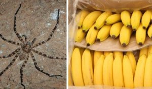Toulouse : une araignée exotique cachée dans un colis de bananes a été découverte dans un supermarché