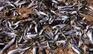 Des poissons échoués sur une plage de Vendée