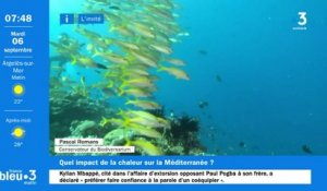 Pyrénées-Orientales : l'eau de la Méditerranée a pris six degrés cet été, quel risque pour les poissons ?