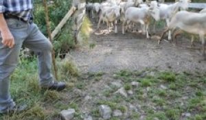 La transhumance, un moment festif où les brebis regagnent les hauteurs