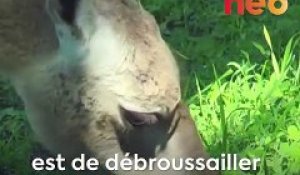 Pourquoi trouve-t-on des lamas en France ?