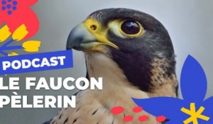 Le faucon pèlerin | Brèves de nature sauvage à Paris | Paris Podcast