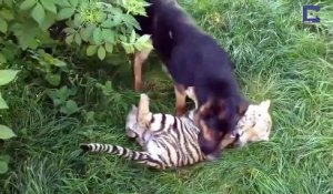 Ce chien et ce tigre sont meilleurs amis... trop mignon