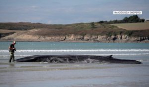 Une baleine échouée sur une plage du Finistère a été sauvée grâce à des bénévoles