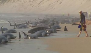 En Australie, 230 cétacés s’échouent sur une plage