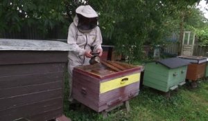 L'Ukraine n'est plus une ruche à miel : la production s'est effondrée en raison de la guerre