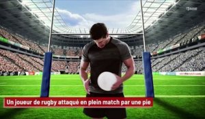 Un joueur de rugby attaqué en plein match par une pie !