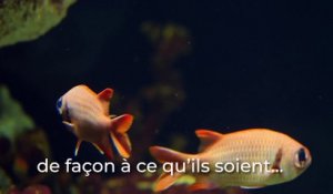 Planet Ocean : Quel est son rôle ?