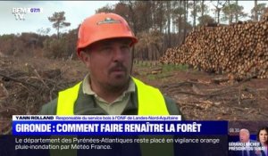 Gironde: comment faire renaître la forêt après les incendies de cet été?