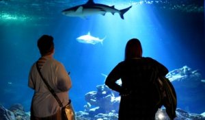 «Les poissons ne vont pas arrêter de respirer» : les factures d’électricité salées de l’aquarium de Paris