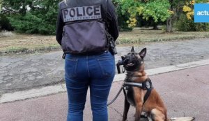 A l'entraînement avec les chiens policiers dans les Yvelines