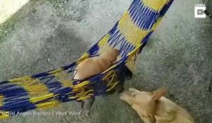 Cette maman chien berce ses bébés dans un hamac