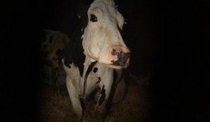 Cow: Trailer HD VO st FR/NL
