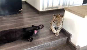 Il vit avec un jaguar et une panthère noire de compagnie