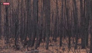 Feux de forêt : comment s’y préparer ?