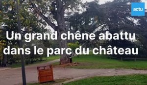 Abattage d'un arbre dans le parc du château