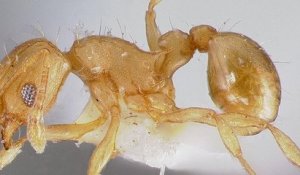 La « fourmi électrique », une espèce dangereuse et envahissante repérée pour la première fois en France