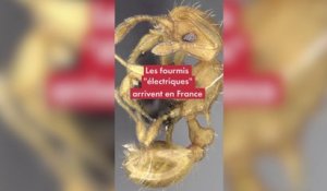 Tout savoir sur la «fourmi électrique», espèce envahissante et dangereuse, détectée pour la première fois en France