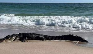 États-Unis : un alligator a été aperçu en train de prendre un bain de soleil sur une plage de Floride