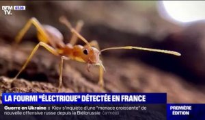 Dangereuse pour la biodiversité et douloureuse pour les êtres humains: la fourmi "électrique" a été détectée en France