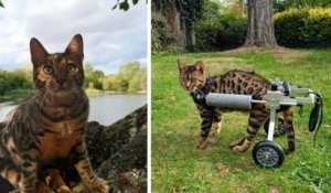 En Angleterre, une chatte handicapée vit des aventures quotidiennes avec ses maîtres