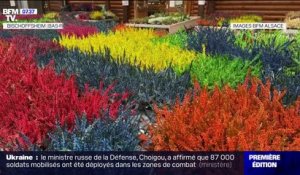 En Alsace, des couleurs d'été même en hiver sur ces fleurs peintes directement en terre