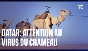 La menace du "virus du chameau" sur le Mondial de foot au Qatar