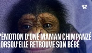 États-Unis: les images touchantes d'une maman chimpanzé qui retrouve son bébé après une césarienne