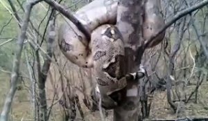 Cet énorme python est emmêlé dans un arbre... Animal impressionnant