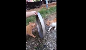 Quand 2 chats simulent une confrontation