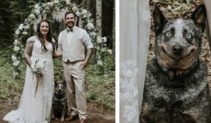Une chienne photobombe la photo de mariage de ses maîtres avec un sourire XXL