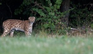 Haut-Doubs : un photographe capture des clichés d'un lynx sans oreilles