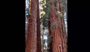 Sequoia géant vs humain... magique