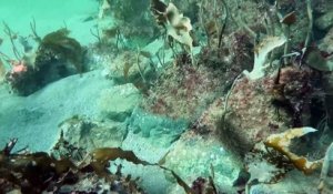 Pêche au homard : créer des écosystèmes marins avec des récifs