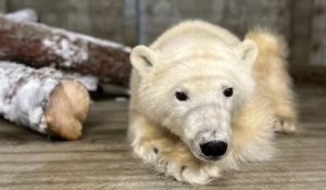 Alaska : des biologistes secourent un ourson polaire orphelin et lui offrent une nouvelle vie