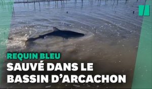 Dans le bassin d’Arcachon, un requin sauvé par un ostréiculteur
