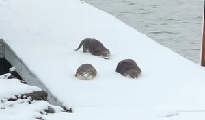 Vidéo : elle filme une famille de loutres en train de s'amuser à glisser dans la neige
