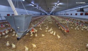 Grippe aviaire : en Rép. tchèque, découverte du plus grand foyer jamais identifié dans le pays
